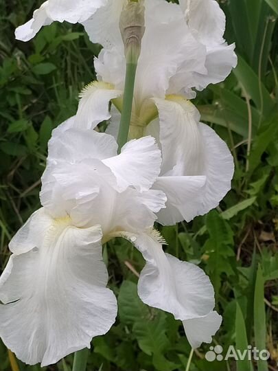 Продам лилейники,ирисы,хосты