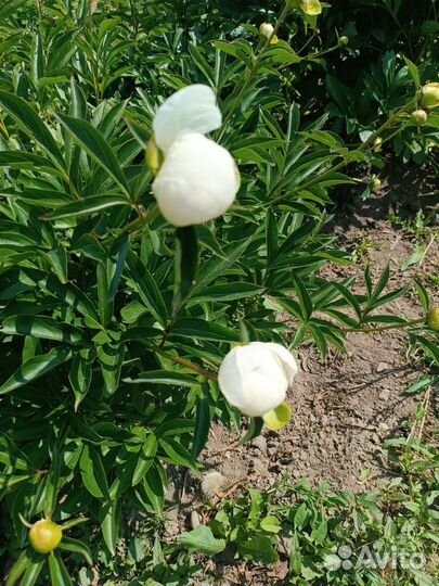 Продам пионы