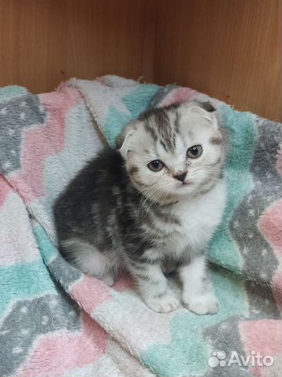 Шотландские котята
