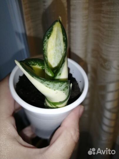 Сансевиерии, часть 3