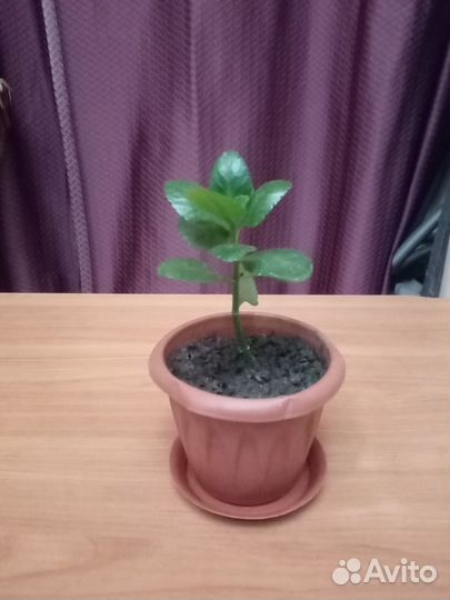 Каланхоэ цветущий