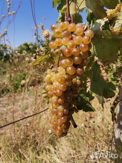 Винный виноград