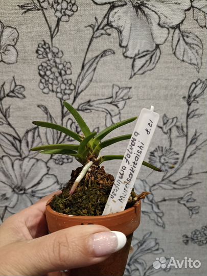 Орхидеи неофинетии