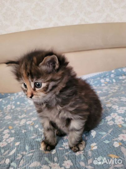 Курильский бобтейл