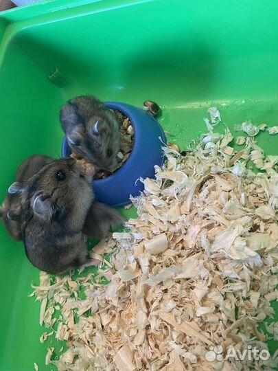 Джунгарский хомяк