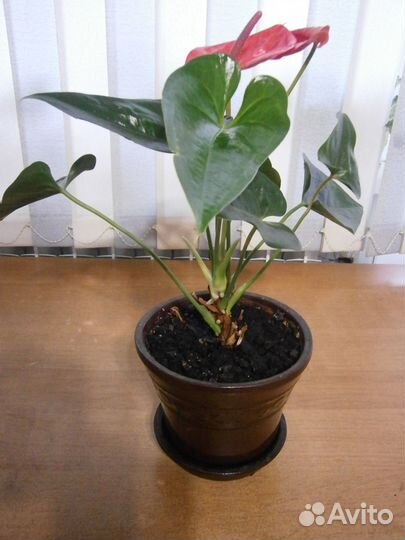 Комнатные цветы антуриум