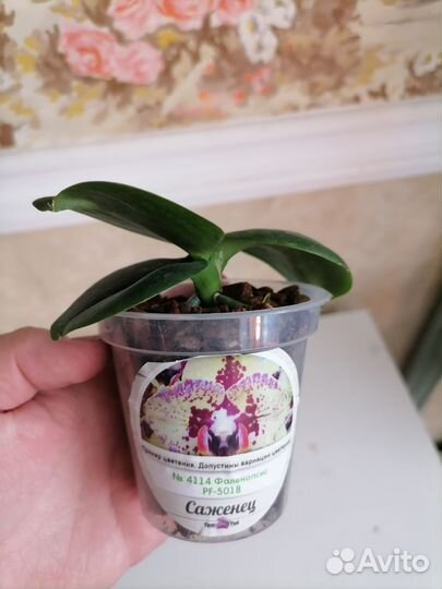 Орхидея фаленопсис подросток