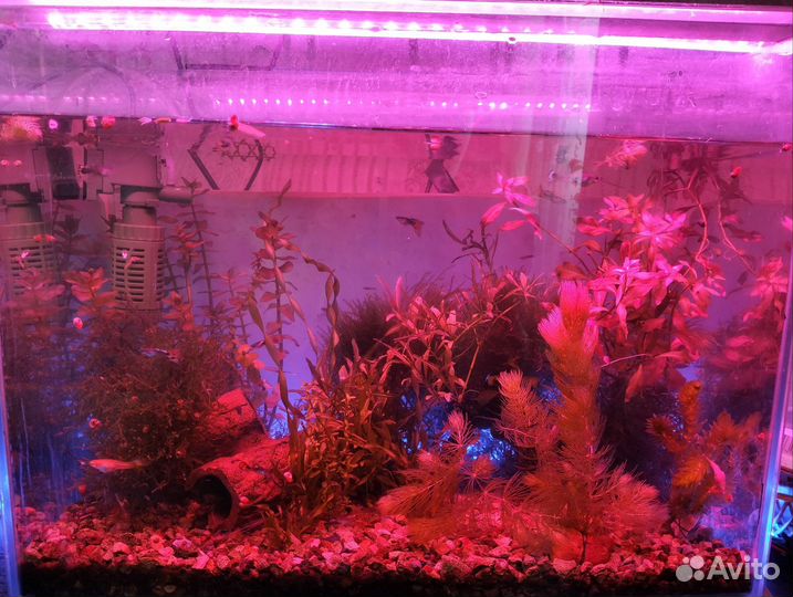 Продам аквариум 45-50 литров с рыбками,аква раст-я