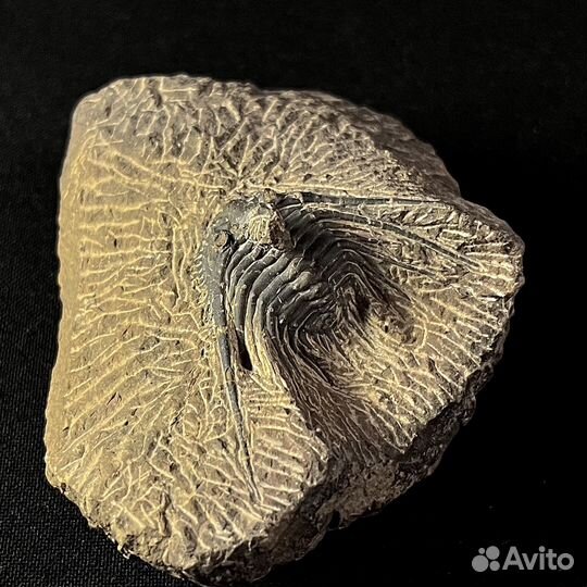 Трилобит окаменелость ископаемое палеонтология