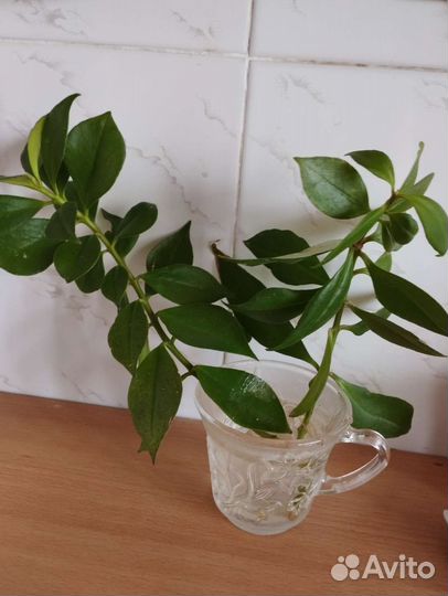 Эсхинантус жар птица