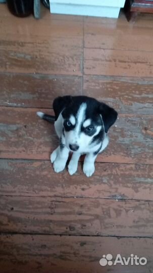 Хаски метис