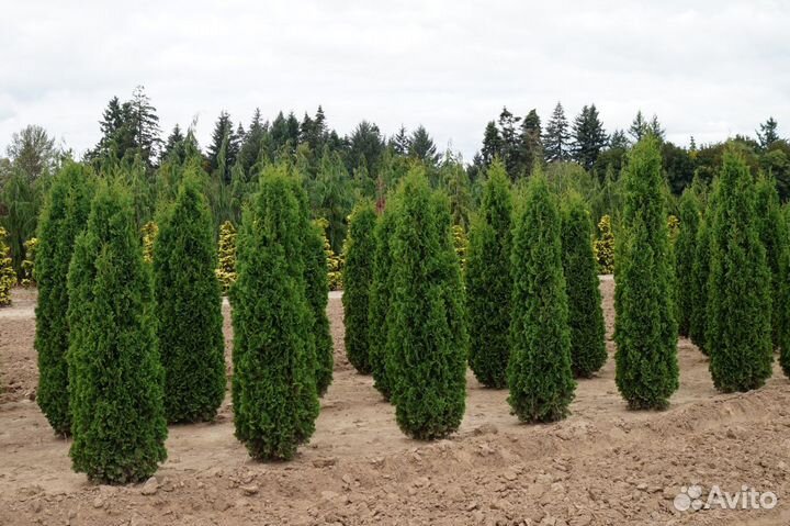 Саженцы хвойных