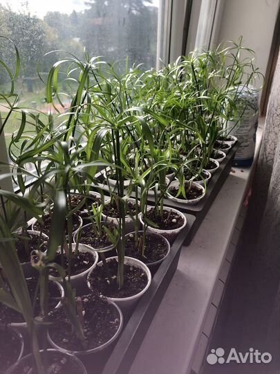 Циперус папирус