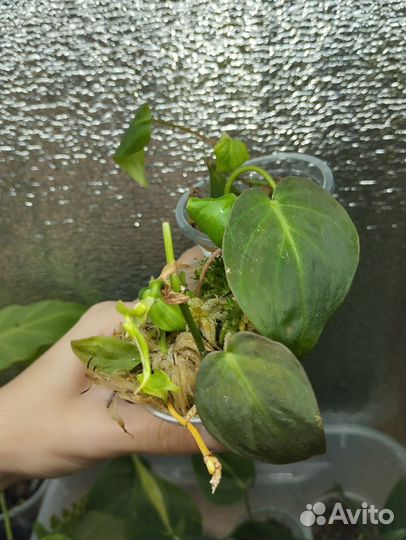 Филодендрон миканс