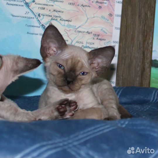 Котята девон-рекс