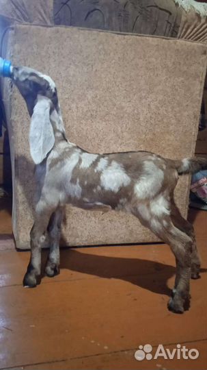 Коза нубийская