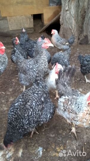 Яйца на инкубацию. Цыплята