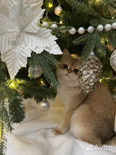 Кот золотая шиншилла для вязки
