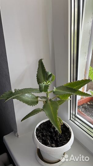 Коланхое лечебный коланхоэ