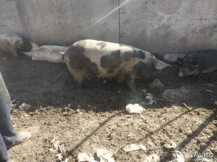 Поросята. Свиноматки