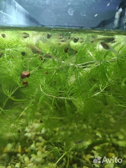 Мальки гуппи