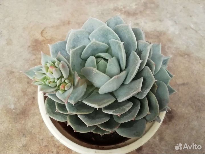 Кактусы и суккуленты