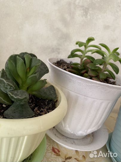 Суккуленты