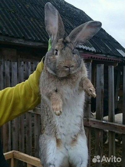 Кролики мясных пород