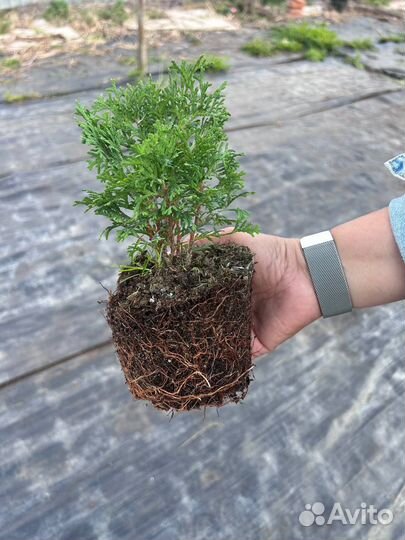 Туя западная Смарагд