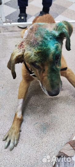 Выкинули как мусор