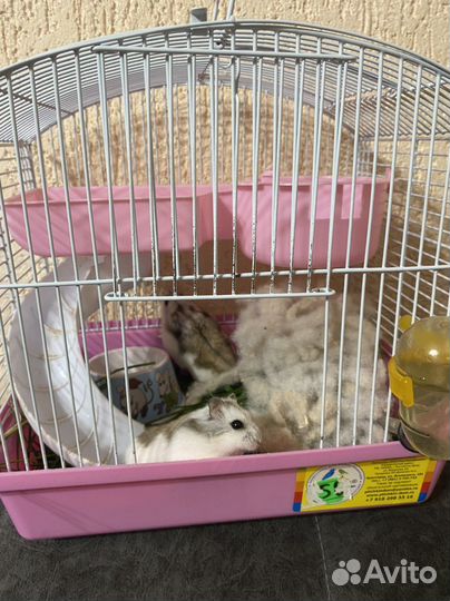 Джунгарские хомяки с клеткой