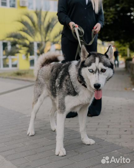 Сибирский хаски