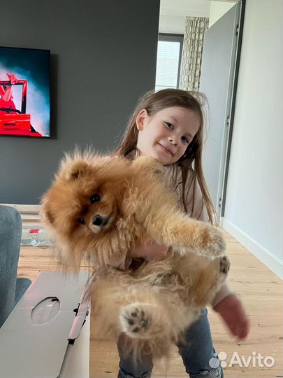 Выгул собак