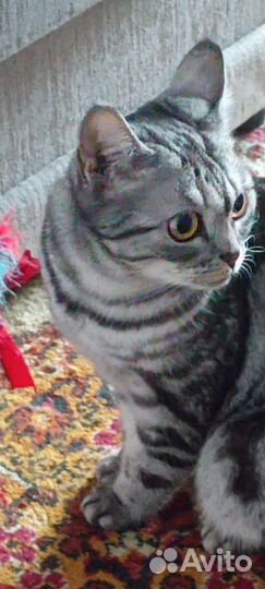 Кошки в добрые руки бесплатно