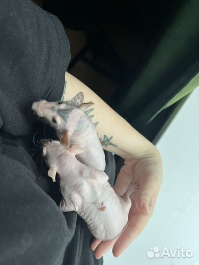 Крыса сфинкс бесплатно