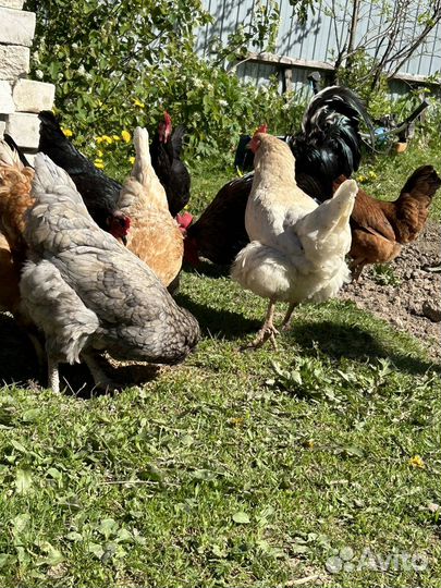 Курицы несушки домашние