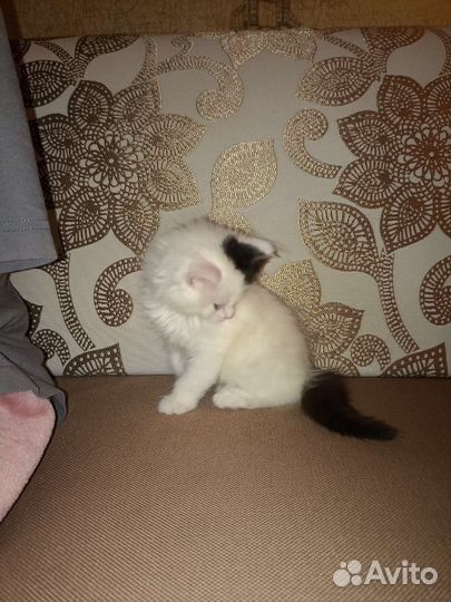 Кошка в дар бесплатно
