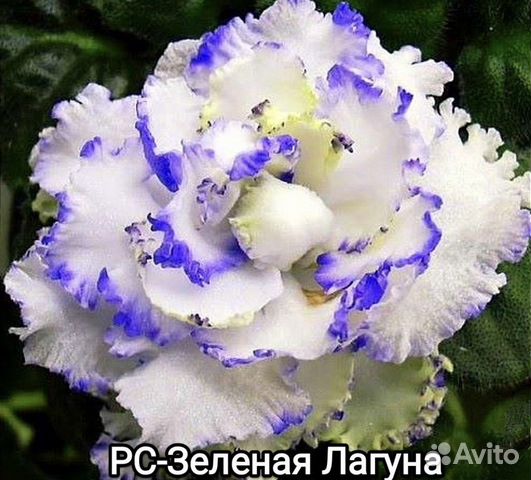 Фиалка зеленая лагуна фото Детки фиалок купить в Брянске Товары для дома и дачи Авито
