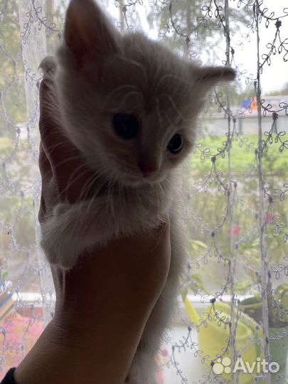 Шотландская помесь