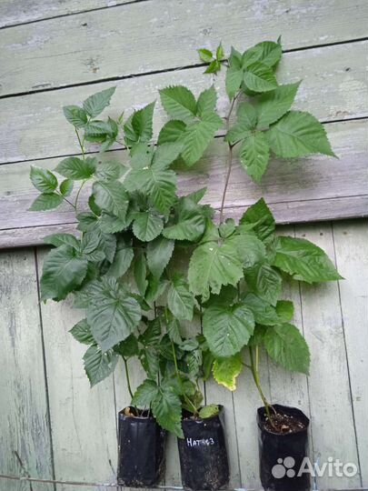 Голубика садовая, ежевика, саженцы