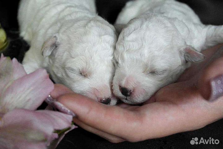 Бишон фризе щеночки