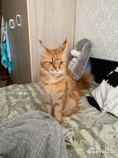 Кошка в дар бесплатно