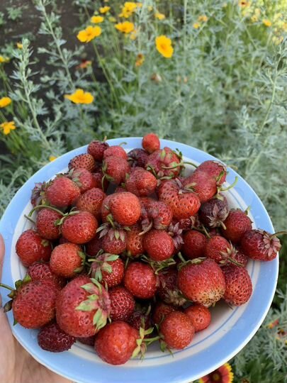 Дача 46 м² на участке 7 сот.