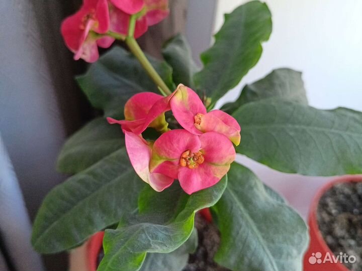 Молочай миля,эуфорбия цветущие, отростки,сортовые