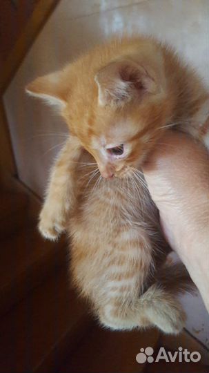 Кошка в дар