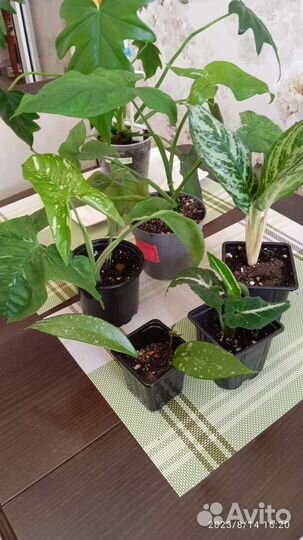 Домашние цветы