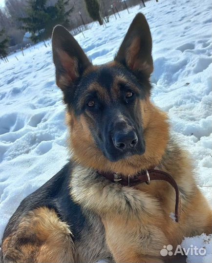 Щенки немецкой овчарки