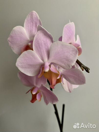 Орхидея фаленопсис нецветущие