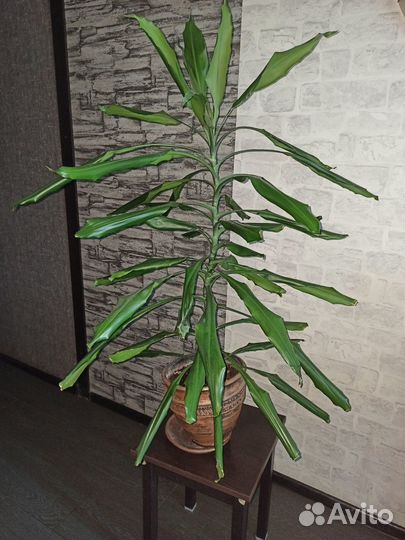 Комнатные цветы - Драцена