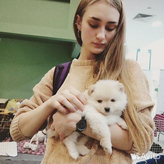 Выгул собак